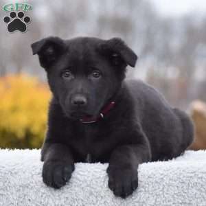 Helen, German Shepherd Puppy